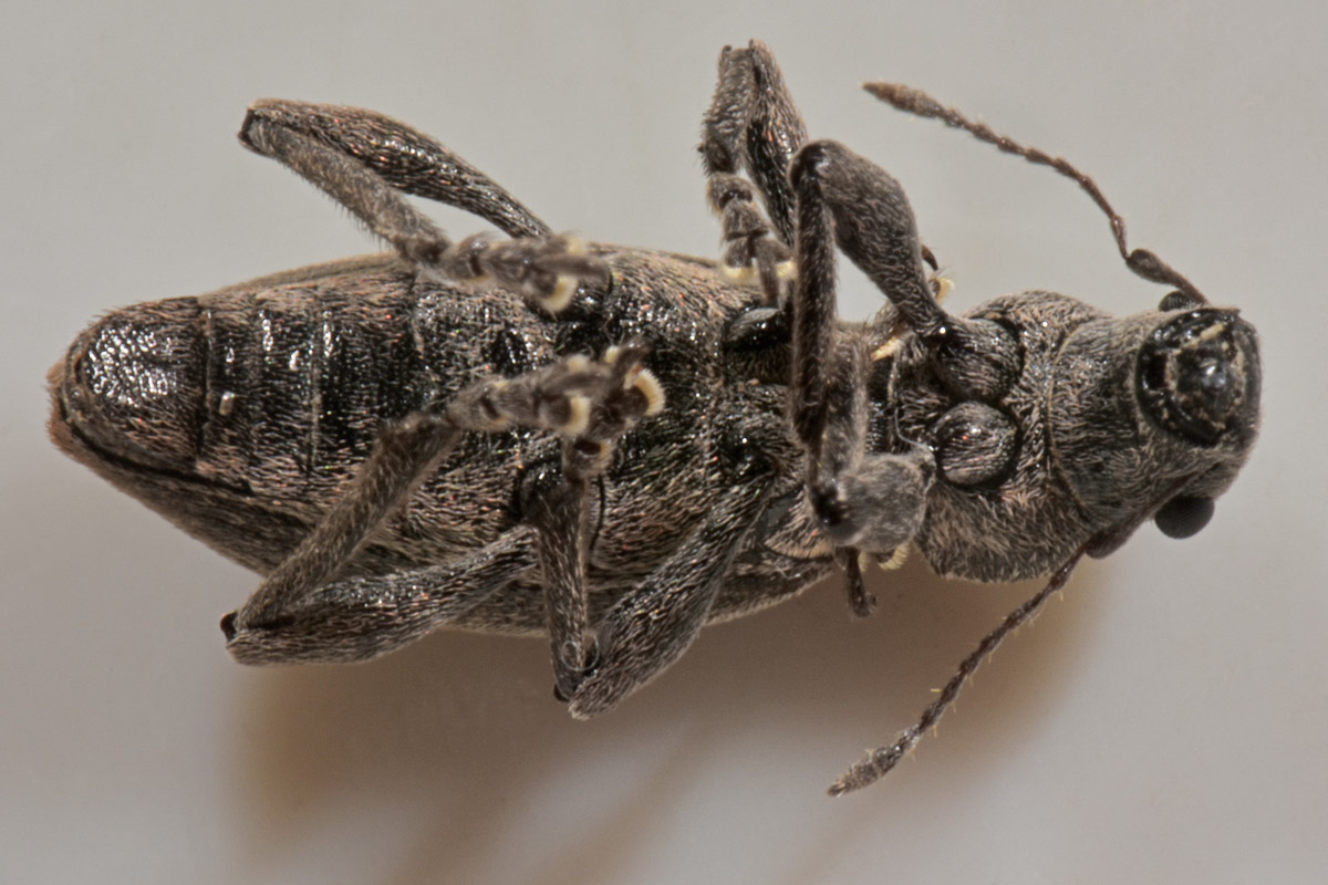 Curculionidae: Brachyderes sp.?  Sì, Brachyderes incanus